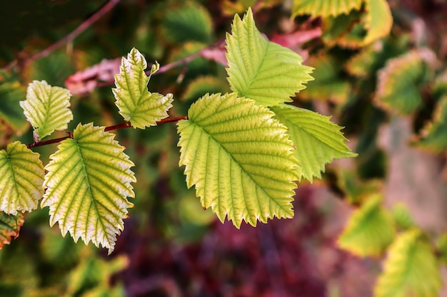 Herbstulmenblätter in der Natur