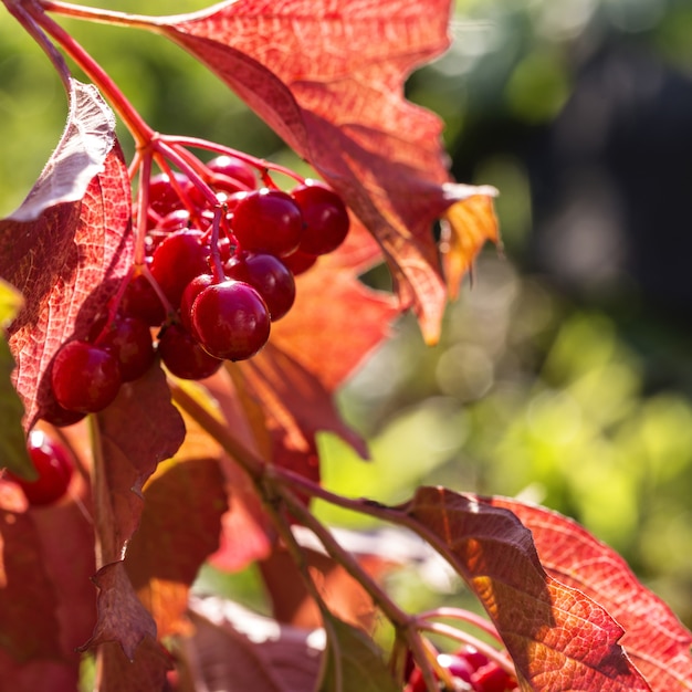 Herbstviburnum.