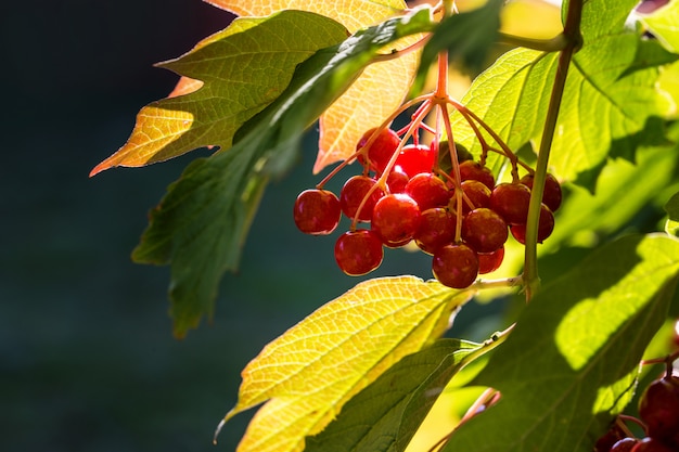 Herbstviburnum.