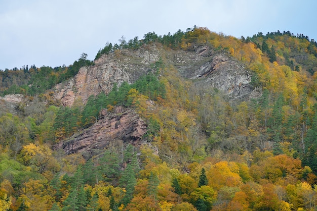 Herbstwald am Hang