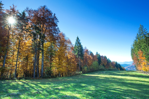 Herbstwald am sonnigen Tag