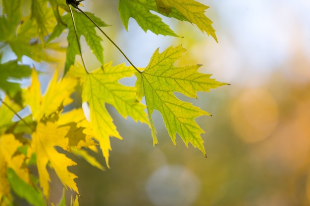 Herbstwald am sonnigen Tag