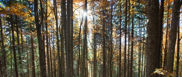 Herbstwald am sonnigen Tag