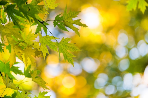 Herbstwald am sonnigen Tag