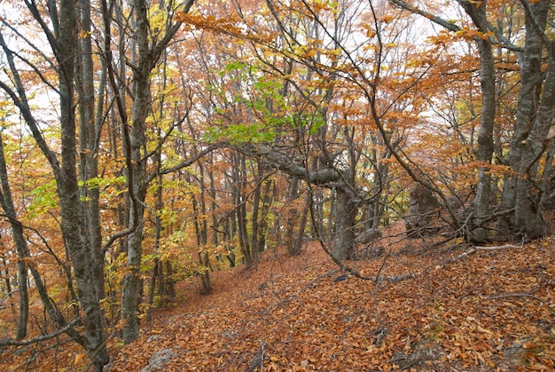 Herbstwald am warmen sonnigen Tag