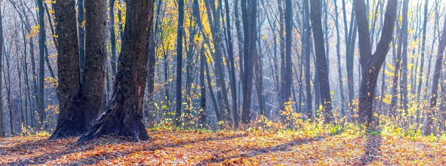 Herbstwald bei sonnigem Wetter mit abgefallenen Blättern auf den Bodenschatten von Bäumen und atmosphärischem Dunst in der Ferne