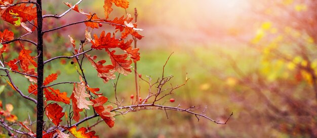 Herbstwald bei sonnigem Wetter mit trockenen Eichenblättern auf einem Baum, malerischer Herbst
