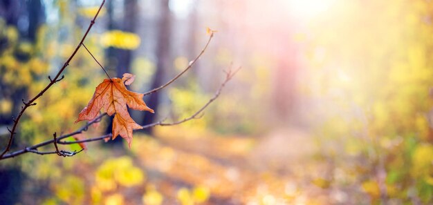 Herbstwald bei sonnigem Wetter Orangefarbenes Ahornblatt auf einem Baum im Herbstwald
