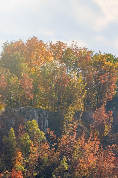 Herbstwald bunte Bäume und Blätter, Hintergrund Herbstbäume, Herbst Texturmuster