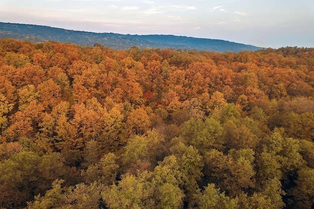 Herbstwald bunte Bäume und Blätter Luftbild