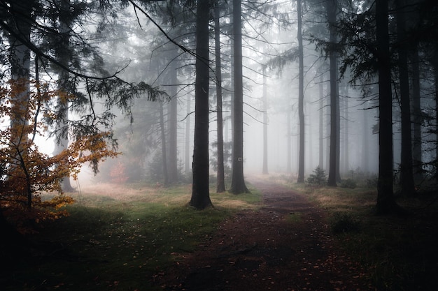 Foto herbstwald com nebel am abend