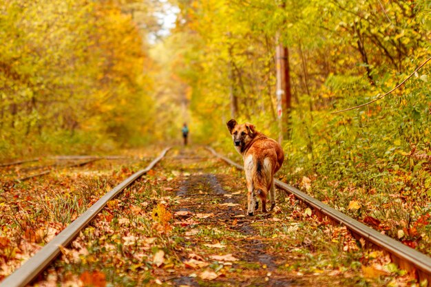 Herbstwald, durch den eine alte Straßenbahn fährt Ukraine und roter Hund