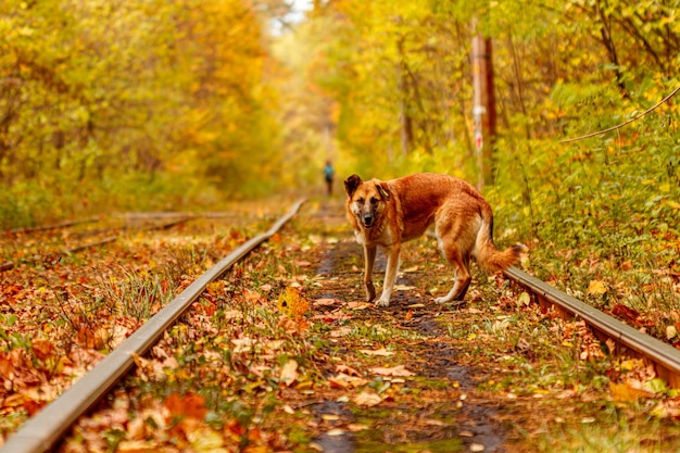 Foto herbstwald, durch den eine alte straßenbahn fährt ukraine und roter hund