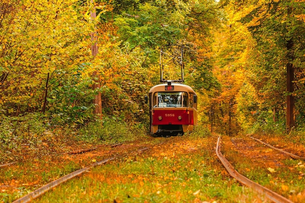 Herbstwald, durch den eine alte Straßenbahn fährt Ukraine