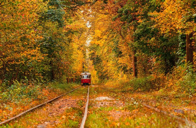 Herbstwald, durch den eine alte Straßenbahn fährt Ukraine