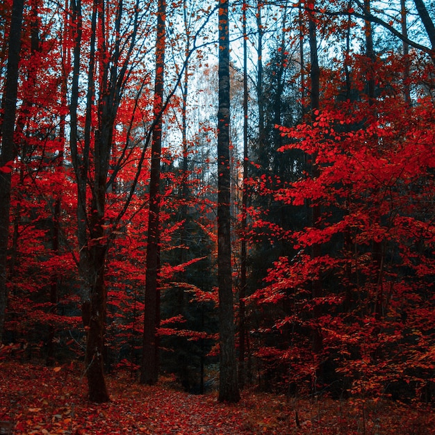 Herbstwald Hintergrund Hintergrundwald Herbstbaum