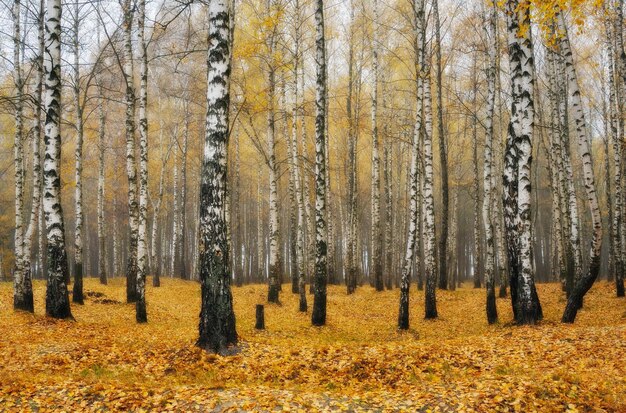 Herbstwald im Nebel