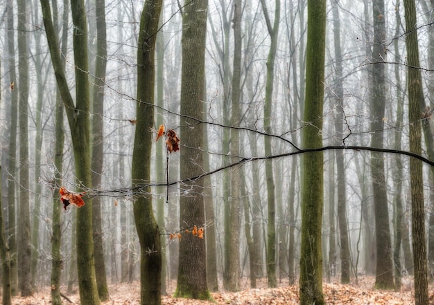 Herbstwald im Nebel