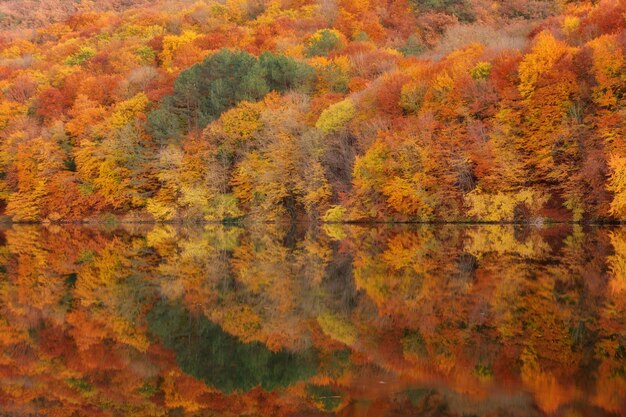 Foto herbstwald im wasser reflektiert