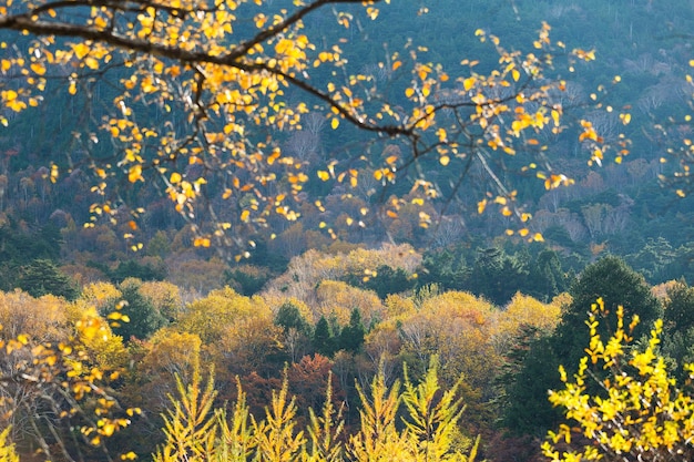 Herbstwald in Japan