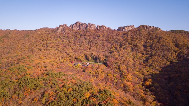 Foto herbstwald in korea