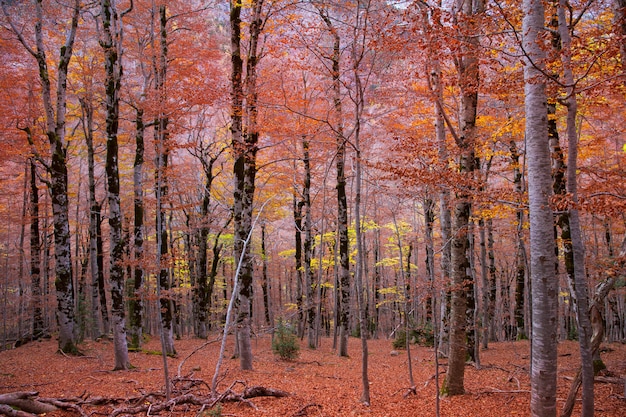 Herbstwald in Pyrenäen Valle de Ordesa Huesca Spain