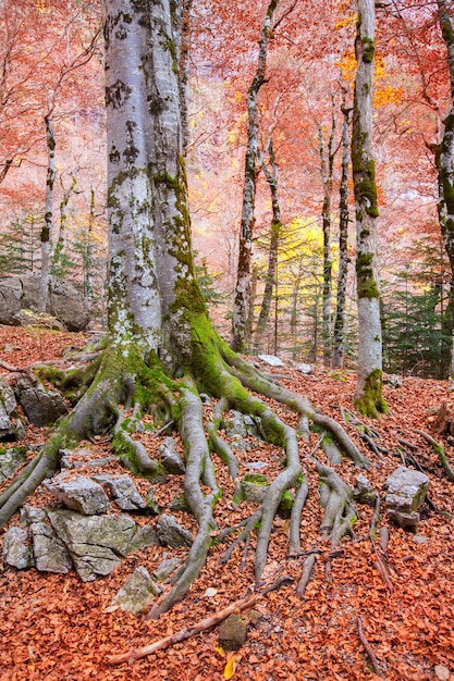 Herbstwald in Pyrenäen Valle de Ordesa Huesca Spain