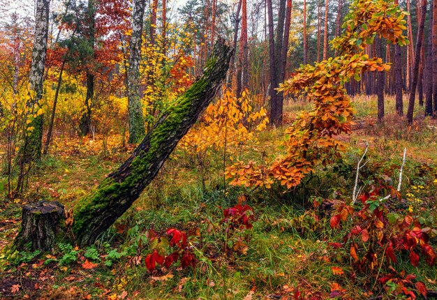 Herbstwald. Landschaft. Herbstfarben