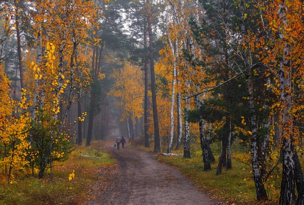 Herbstwald. Landschaft. Herbstfarben