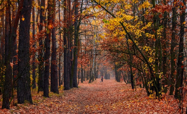 Herbstwald. Landschaft. Herbstfarben