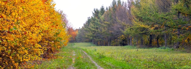 Herbstwald mit bunten Bäumen und einem breiten Feldweg