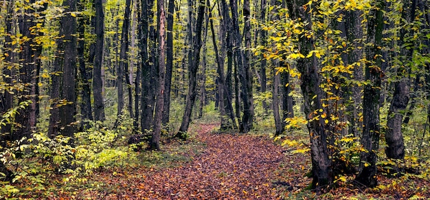 Herbstwald mit bunten Bäumen und einer mit Laub bedeckten Straße. Schönheit in der Natur