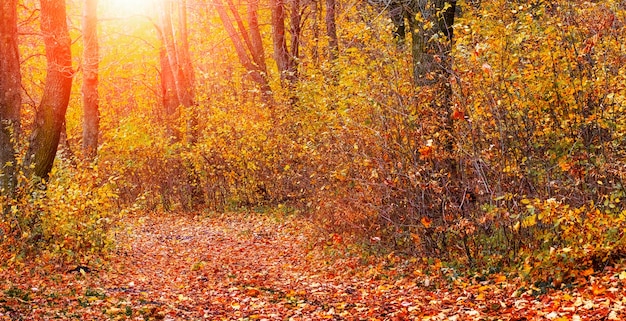 Herbstwald mit bunten Bäumen und einer Straße, die während des Sonnenuntergangs mit Laub bedeckt ist. Schönheit in der Natur