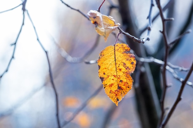 Herbstwald mit einem einsamen trockenen Blatt auf einem Ast