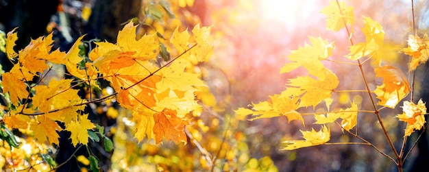 Herbstwald mit gelben Ahornblättern auf einem Baum bei sonnigem Wetter