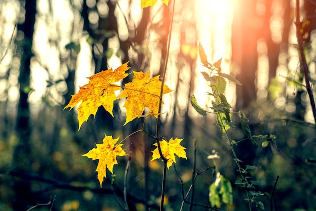 Herbstwald mit gelben Ahornblättern bei Sonnenuntergang