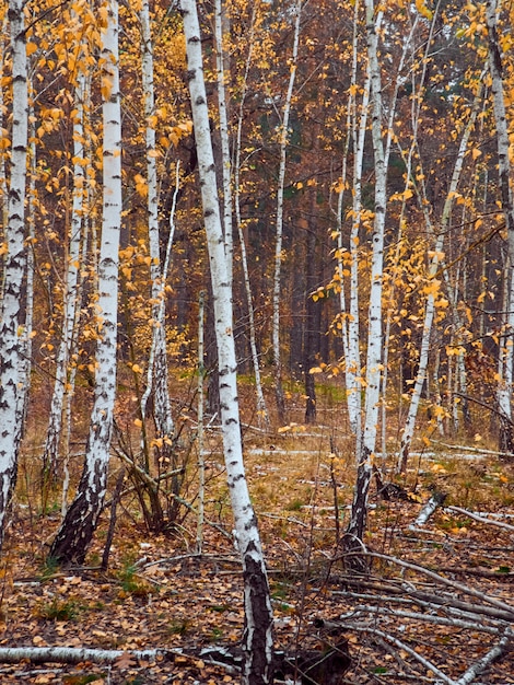 Herbstwald mit gelben Birken.