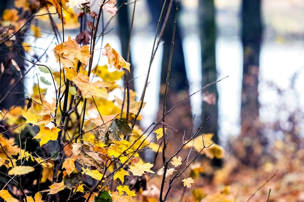 Herbstwald mit gelben Blättern am Flussufer