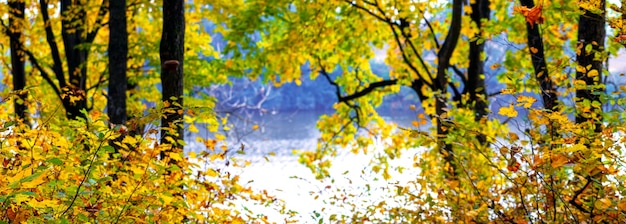 Herbstwald mit gelben Blättern an den Bäumen in der Nähe des Flusses, Herbstpanorama
