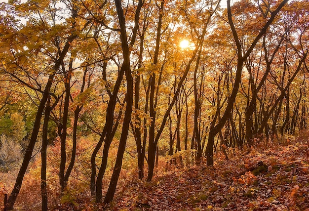 Herbstwald mit jungen Eichen bei Sonnenuntergang