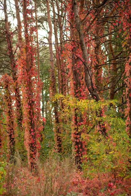 Herbstwald mit roten wilden Trauben