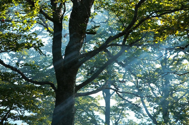 Herbstwald mit Sonnenstrahl durch den Rauch