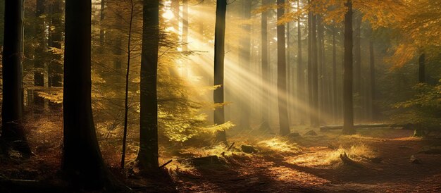 Herbstwald mit Sonnenstrahlen und Lichtstrahlen, die durch die Bäume scheinen