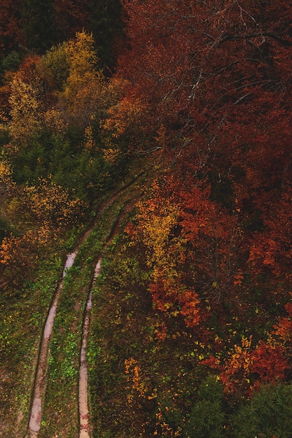 Herbstwald mit Spuren von einer verschwommenen Straße zwischen gelben und roten Bäumen Blick von oben Natürlicher Hintergrund