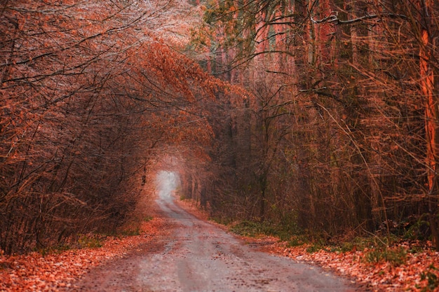 Herbstwald mit Tunnel