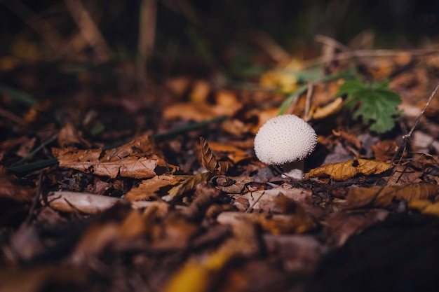 Herbstwald Nahaufnahme kleiner Pilz