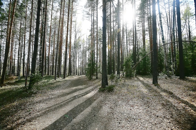 Herbstwald Norden / Landschaft im Herbstwald, Norden, Naturansicht in der Herbstsaison