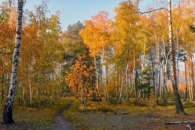 Herbstwald. Schöne Landschaft. Herbstfarben