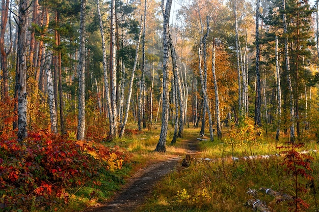 Herbstwald. Schöne Landschaft. Herbstfarben