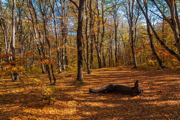 Foto herbstwald trockene gelbe blätter